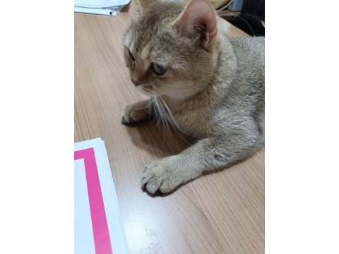 British shorthair kedimizi sahiplendirmek istiyorum