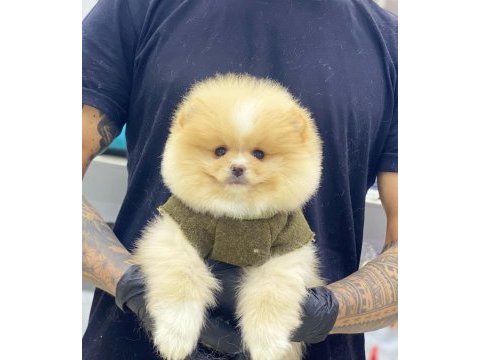 Evlerinize getirecek pomeranian boo yavrularımız hazır