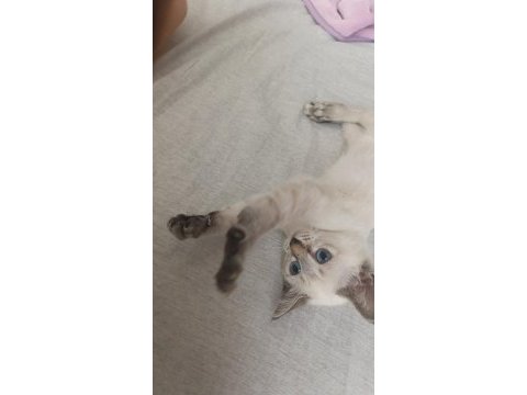 4 aylık dişi kedimiz