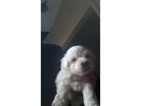 Maltese köpeği yavrular