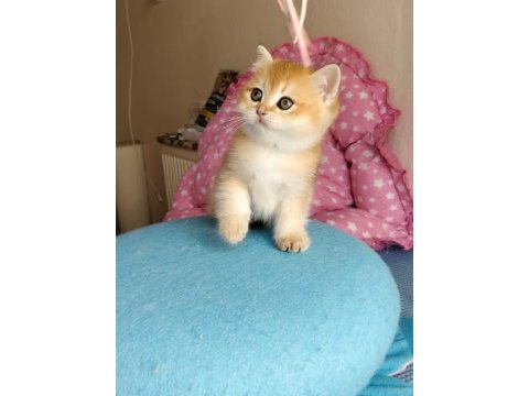 British shorthair kedisi