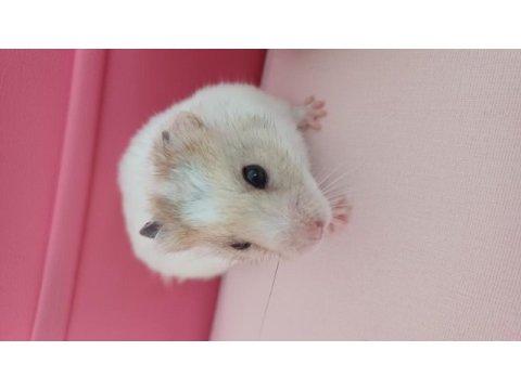 Ücretsiz olarak hamster sahiplendirme