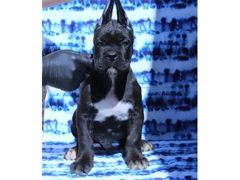 Fcı-kıf secereli safkan cane corso köpekler