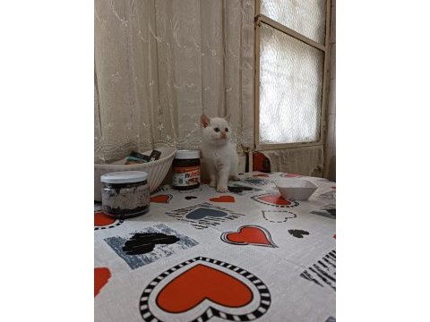 British kedimiz aşırı tatlılık içerir