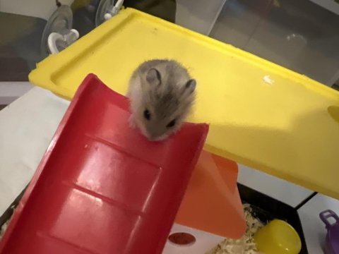 Gonzales hamster
