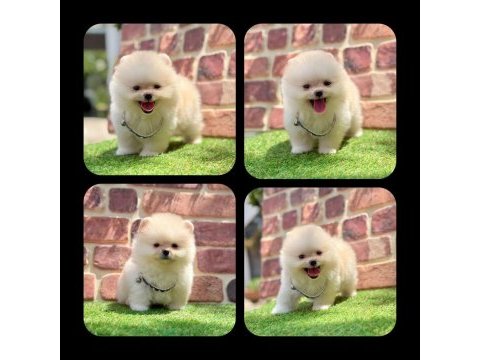 2.5 aylık pomeranian boo ayı surat yavrular