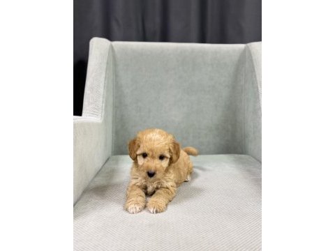Boy garantili maltipoo