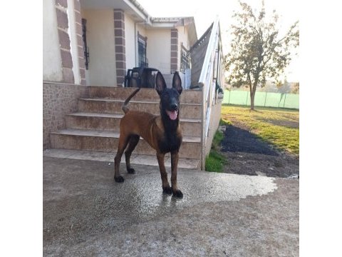 4.5 aylık saf kan malinois dişi yavrum