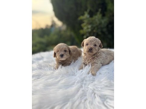 F2 maltipoo bebeklerimiz