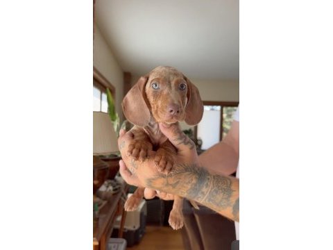Egzotik mavi gözlü aşılı dachshund yavrumuz çiftlik