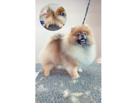Rusya export secereli tedy bear pomeranian