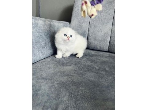 2 aylık erkek uzun tüylü scottish fold