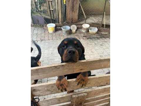 Rottweiler erkek baba oğul