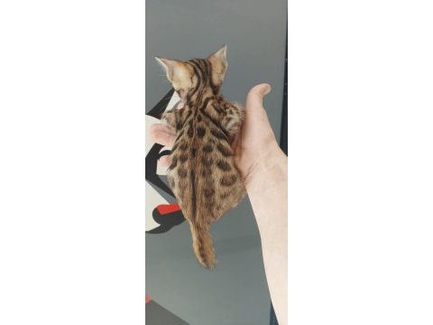 Bengal kedisi yavruları