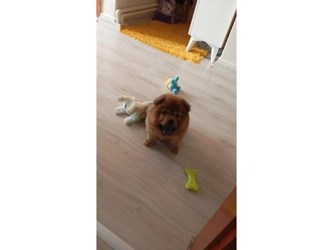 2.5 aylık çin aslanı
