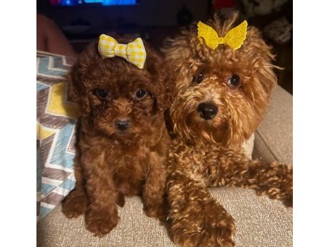 Red brown poodle kızımız