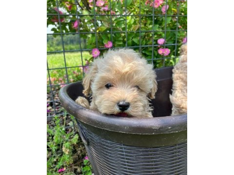 Irk garantili maltipoo yavruları