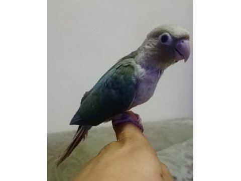 El besleme konur bebek