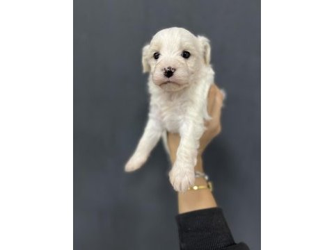 Minik yavru köpekler yeni yuvasına gitmeye hazırlar