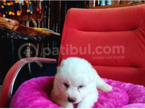 Bembeyaz güzellik safkan samoyed yavrusu
