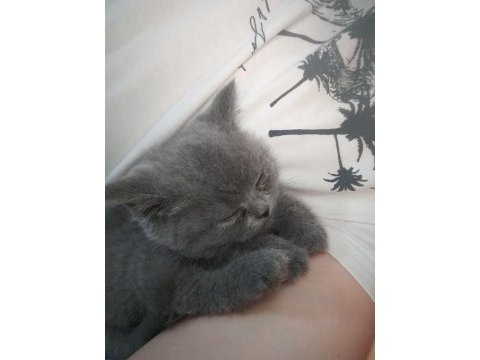 Anne baba biritish shorthair