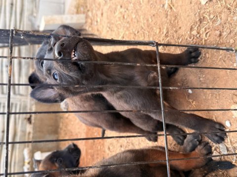 Romanya dark malinois