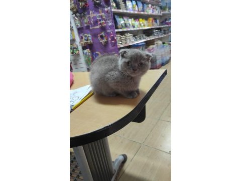 Dişi scottish fold yavrumuz