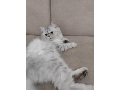 Silver british longhair