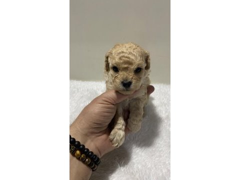 Apricot renk dişi poodle yavru 1 aylık