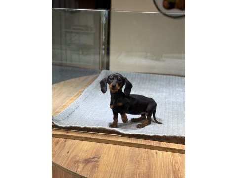 Sosis ırkı dachshund yavrularımız çiftlikten sizlerle