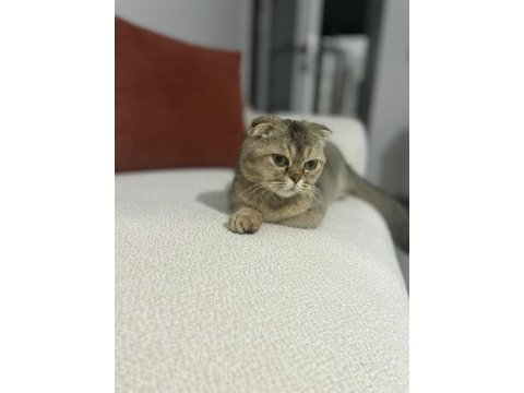 Scottish fold kedimiz ücretsizdir