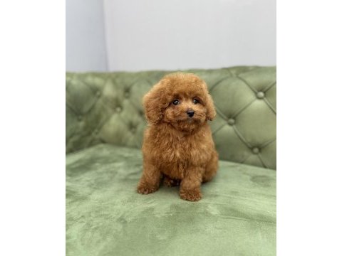 Toy garantili dişi red brown toy poodle yavrularımız