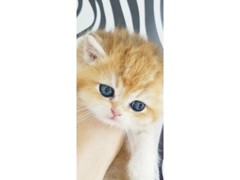 Ankaranın  en güzel golden longhair yavruları