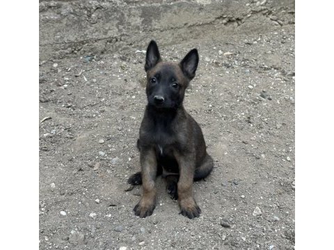 Koyu maskeli belçika malinois yavrular