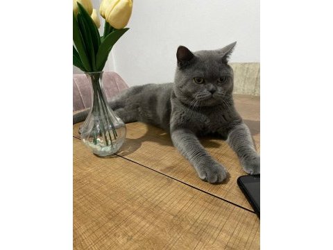 Merhaba ben british shorthair duman