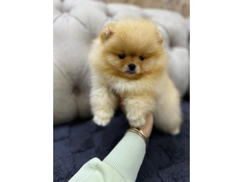 A kalite pomeranian bebekler