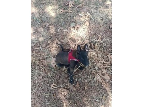 A kalite sağlam kan hattı malinois