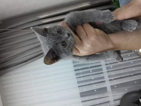Safkan british shorthair erkek yavru kedi