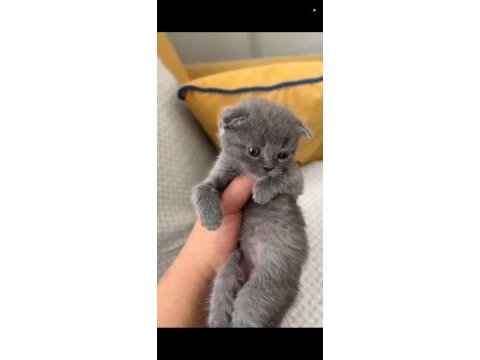 Ponçik kediler yeni yuvalarını arıyor
