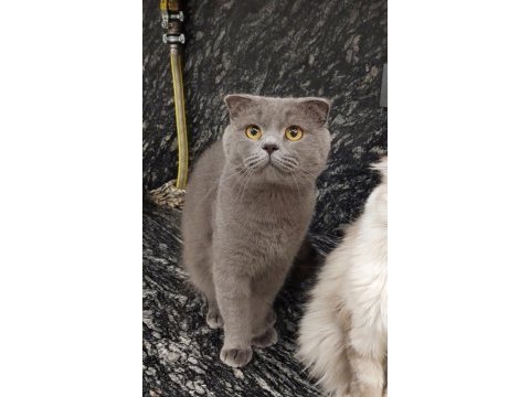 Erkek scottish fold british shorthair 2 yaşında