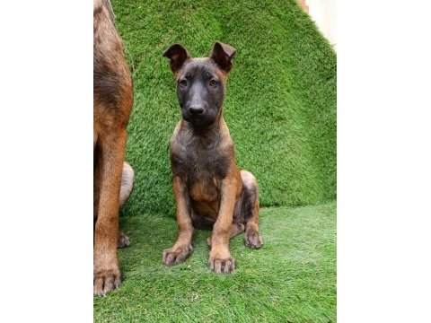 3 aylık dişi güzeli malinois manken şila