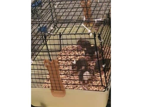 Cüce fancy rat 3 aylık erkek