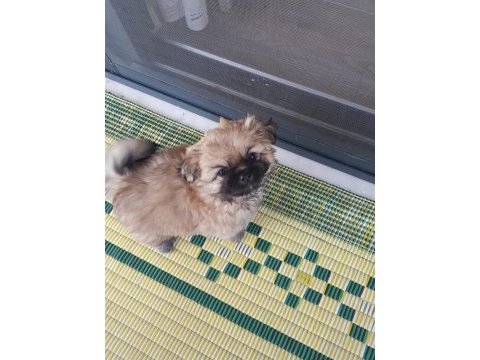 Pekinez yavruları minyatür