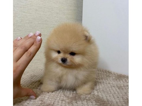 Show kalite a class pomeranian boo erkek dişi