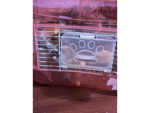 2 hamster ve 1 kafes