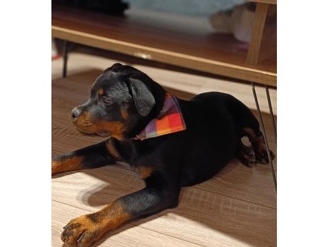 4 aylık dişi rottweiler