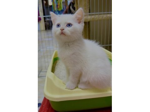 British shorthair yavru kedimiz