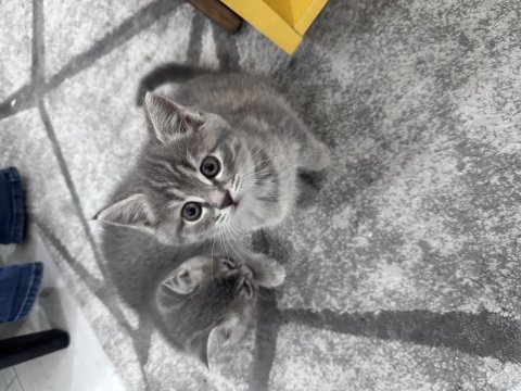 İki aylık british shorthair yeni sahiplerine hazır