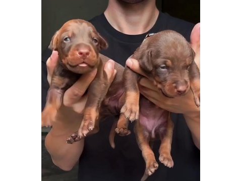Europan üst düzey doberman yavrular