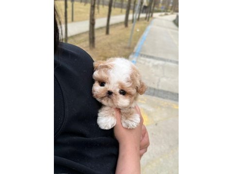 Seker kıvamında maltipoo bebeklerimiz